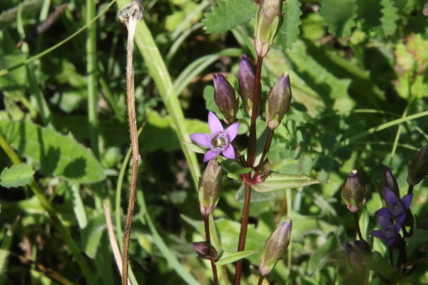 photo of Autumn Gentian