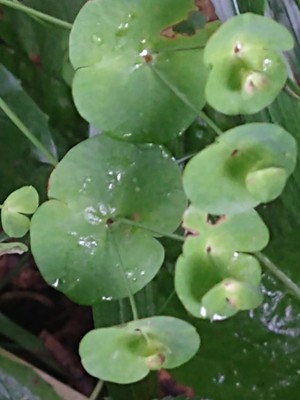 photo of Wood Spurge