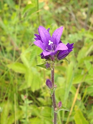 photo of Clustered Bellfower