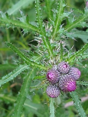 photo of Marsh Thistle