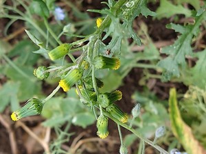 photo of Groundsel