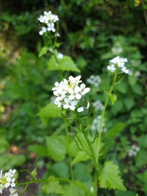 photo of Garlic Mustard