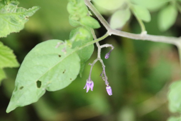 photo of Bittersweet