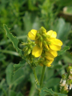 photo of Ribbed Melilot