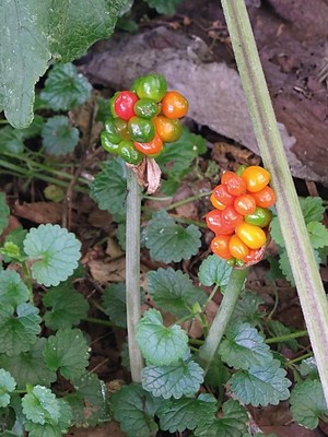 photo of Italian Arum