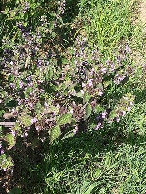 photo of Black Horehound