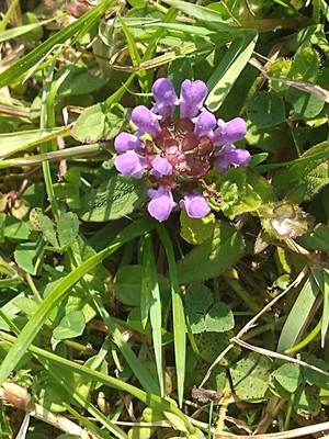 photo of Selfheal