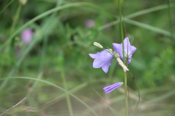 photo of Harebell