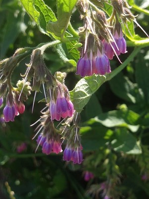 photo of Common Comfrey