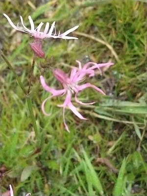 photo of Ragged Robin