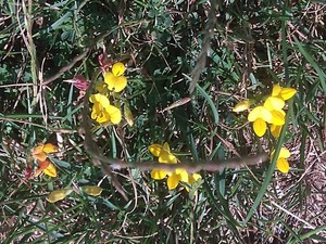 photo of Bird's Foot Trefoil