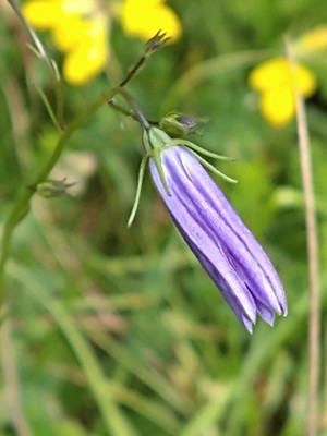 photo of Harebell