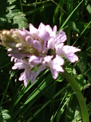 photo of Common Spotted Orchid