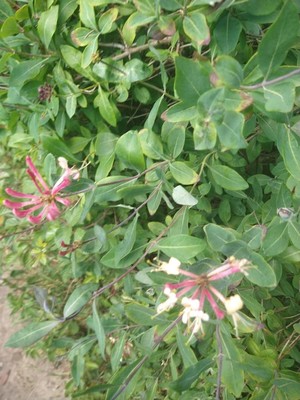 photo of Etruscan Honeysuckle