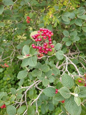 photo of Wayfaring Tree