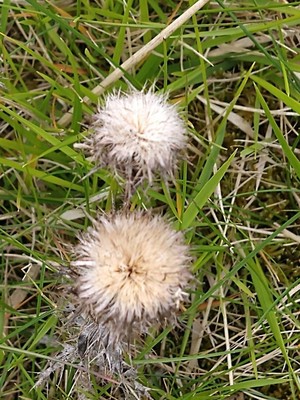 photo of Carline Thistle