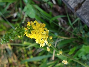 photo of Agrimony