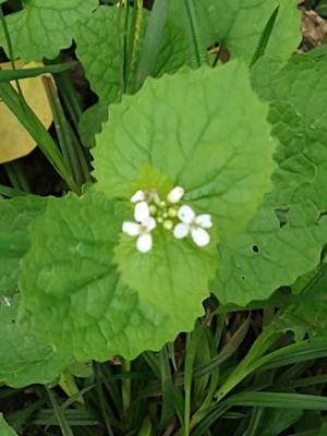 photo of Garlic Mustard