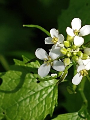 photo of Garlic Mustard