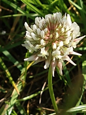 photo of White Clover