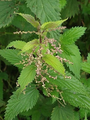 photo of Common Nettle