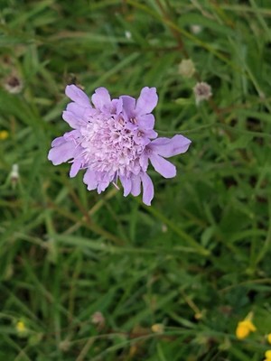 photo of Small Scabious