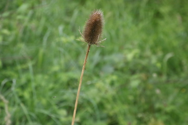photo of Teasel