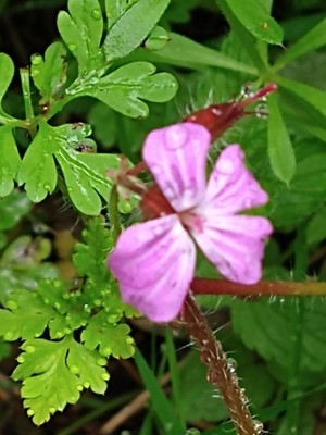 photo of Herb Robert