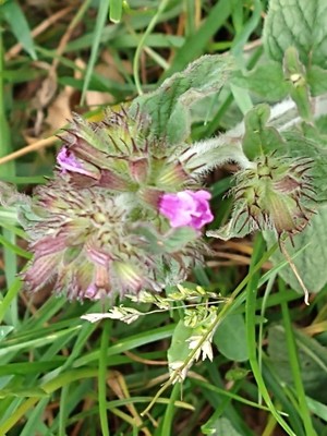 photo of Wild Basil