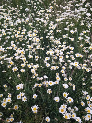 photo of Oxeye Daisy