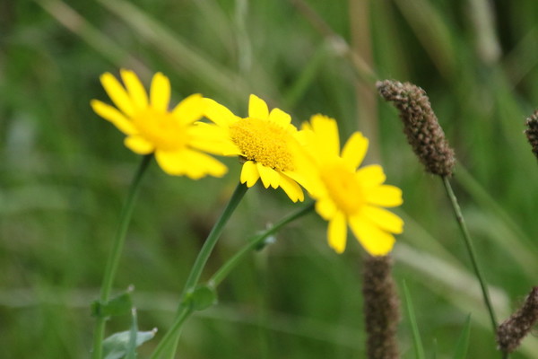 photo of Corn Marigold