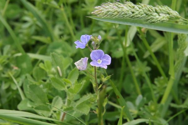 photo of Germander Speedwell