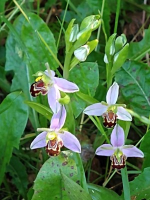 photo of Bee Orchid