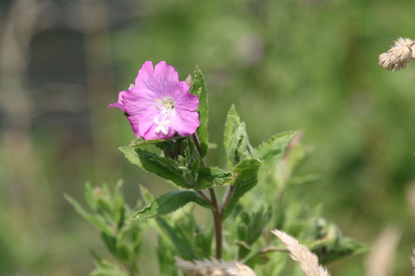 photo of Great Willowherb