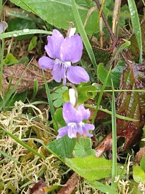photo of Common Dog Violet
