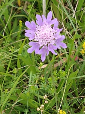 photo of Field Scabious
