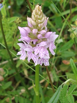 photo of Common Spotted Orchid