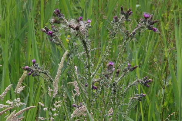 photo of Marsh Thistle