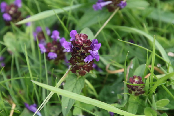 photo of Selfheal