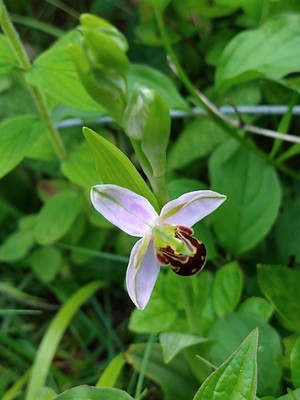 photo of Bee Orchid