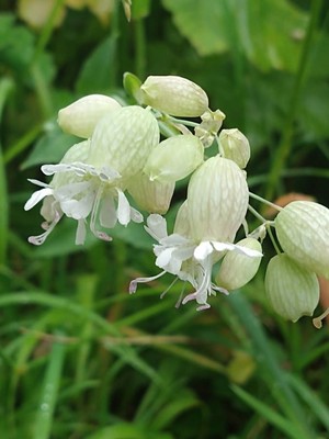 photo of Bladder Campion
