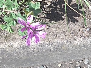 photo of Common Mallow