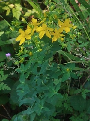 photo of Perforate St. John's Wort