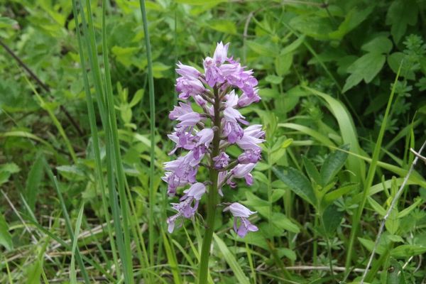 photo of Military Orchid