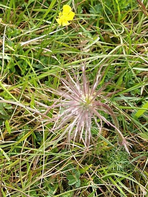 photo of Pasqueflower