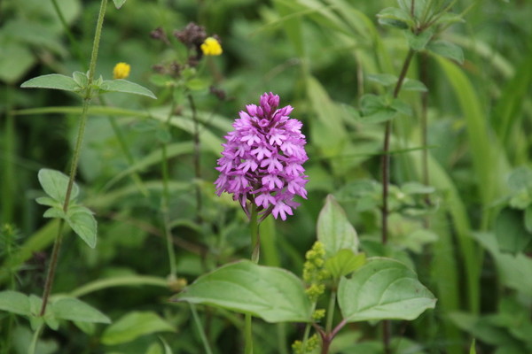 photo of Pyramidal Orchid