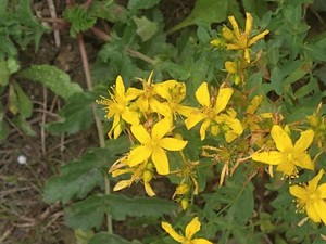 photo of Perforate St. John's Wort
