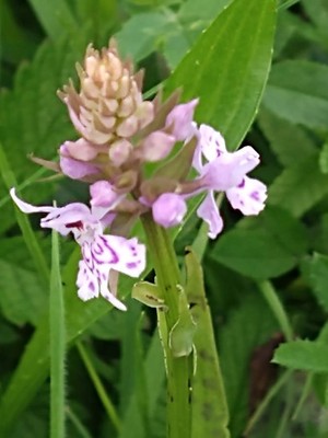 photo of Common Spotted Orchid