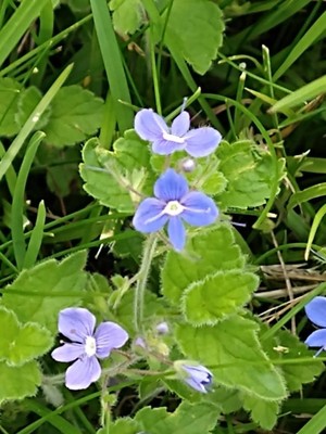 photo of Germander Speedwell