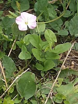 photo of Field Bindweed